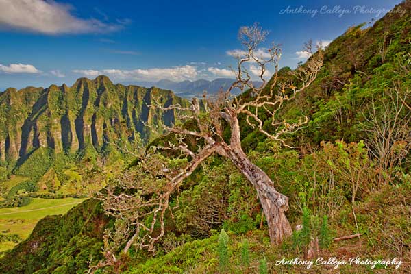 Photo of an ‘Ohi’a Lehua tree. This was where the helicopter landed. about a 9-foot by 18-foot area. When you add the Helicopter there was very little room to explore for the surprise proposal but it was amazing