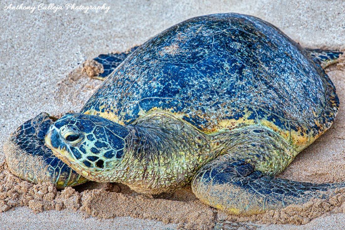 Hawaiian Sea Turtle Laniakea Beach, North Shore Oahu