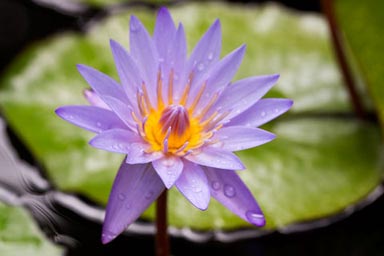 Young Memorial Garden - flawless water-lily (Nymphaea sp.) in bloom