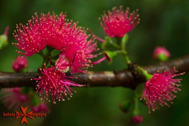Pink Lehua on the trail to the Falls