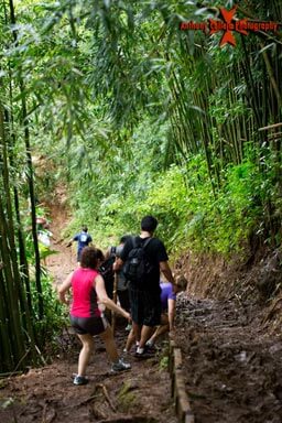 Hikers on the trail, working their way back down from the waterfalls of Manoa, through the Bamboo forest