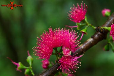 Pink Lehua Flower
