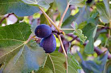 black mission fig