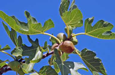 brown turkey fig