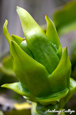 Bruni Variety