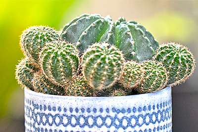 Cactus Pups