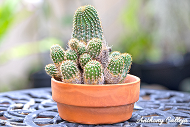 Cactus with Pups