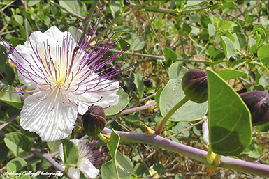 The caper bush, scientifically known as Capparis spinosa, is a common plant found in Malta, known for its edible flower buds, which are pickled to create the well-known capers. The plant is also called "Flinders rose" and "Spineless Caper" in some areas. Capers are a key ingredient in Maltese cuisine and are harvested in the spring. 