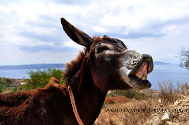 donkey serenad