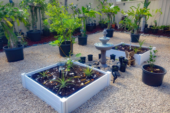 garden plants, pineapples and fig trees