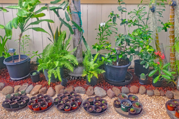 garden plants