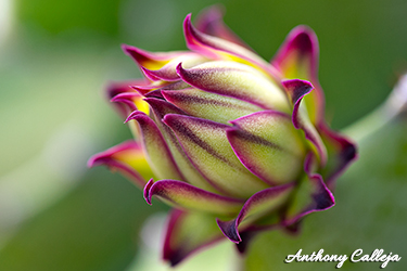Godzilla Dragon fruit Bud