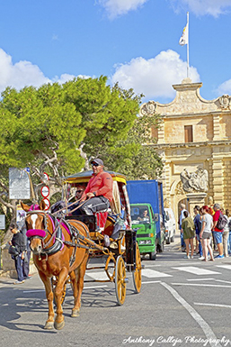 The traditional karrozzin is one of the oldest forms of public transport in Malta, dating back to the mid-nineteenth century. It consists of a carriage pulled by a horse and is nowadays a popular tourist attraction.