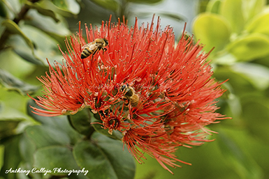 lehua-flower-manoa-botanical-gardens