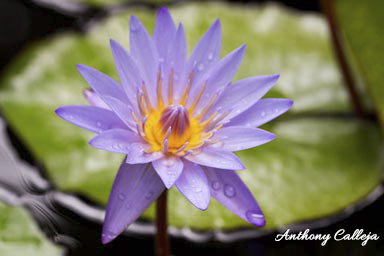 lyon-arboretum-botanical-garden
