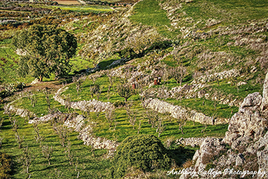 Maltese olive orchards, particularly those cultivated with the indigenous Bidni olive tree, are a significant part of Malta's cultural and agricultural heritage. These olive groves are not only vital for olive oil production but also play a role in preserving the island's unique landscape and culinary traditions. 