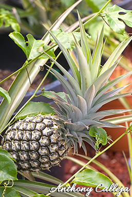 pineapple