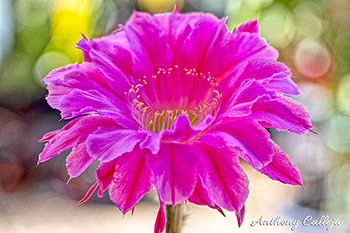 Pink Cactus flower