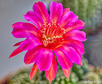 pink cactus flower