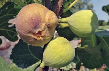 silabwi fig tree